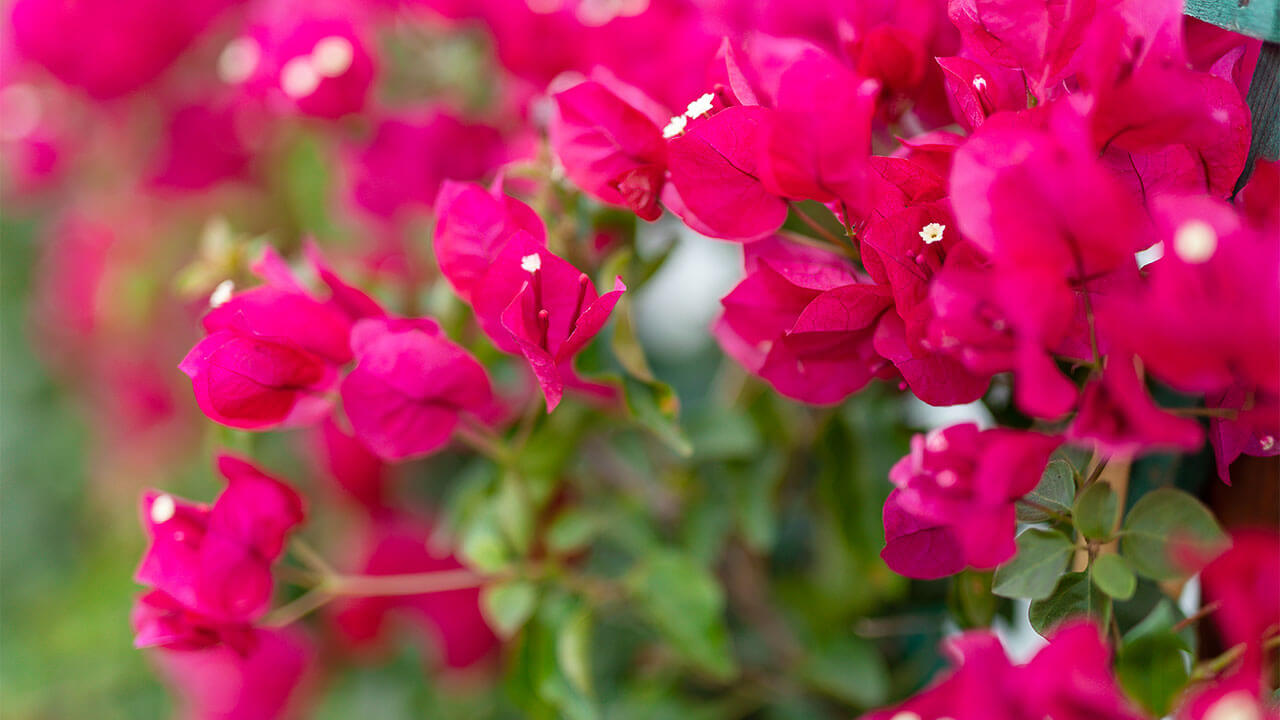 057-Aug29-NestldownProperty